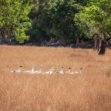 Llenaire Port de Pollença